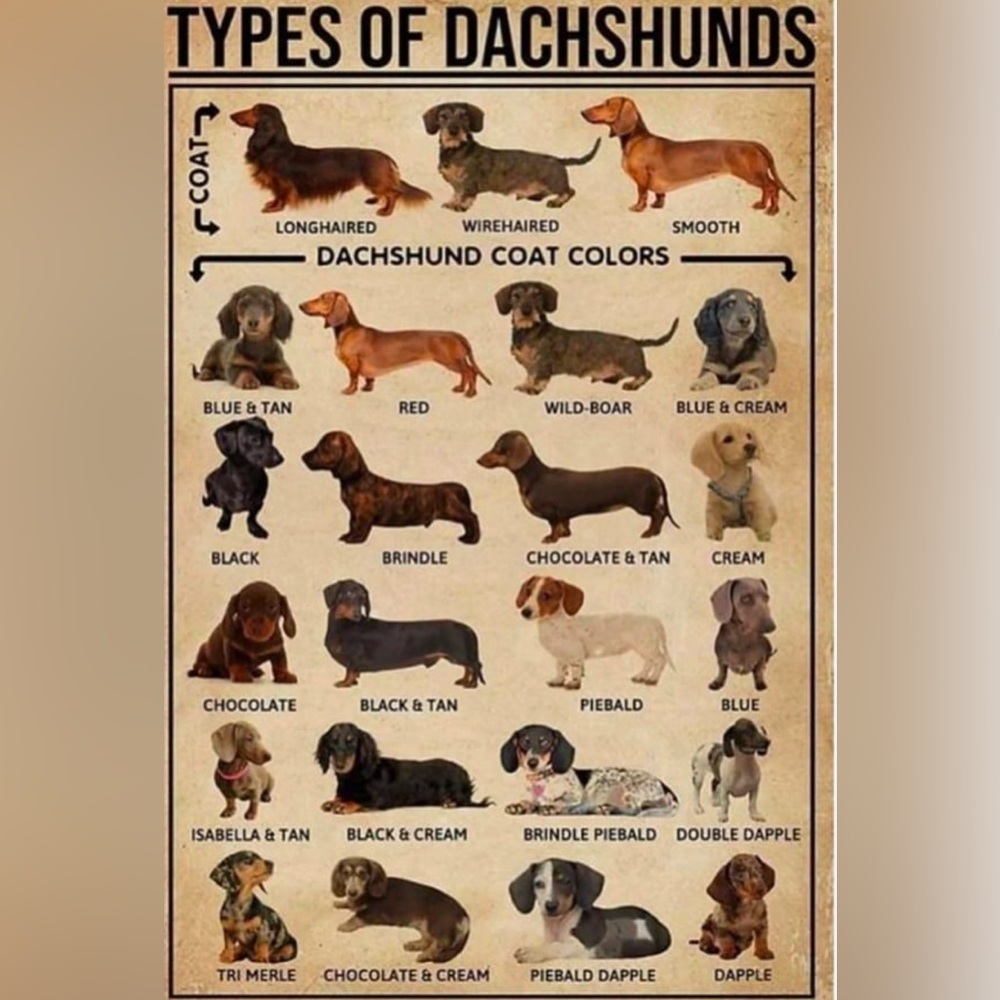 Wiener Dog Funny Coffee Mug Dachshund Doxie 11oz Cup Gift NWT . Brand NEW - Picture 9 of 9